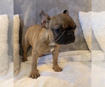 Small Photo #15 French Bulldog Puppy For Sale in JOHNS ISLAND, SC, USA