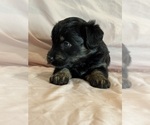 Kitten - Female Corgipoo Puppy for Sale - Photo #5