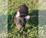 Puppy maggie French Bulldog