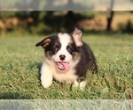 Small #3 Pembroke Welsh Corgi