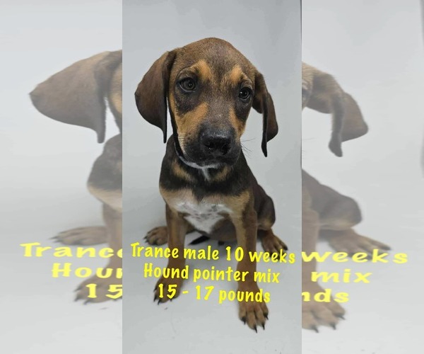 Medium Photo #3 Pointer-Unknown Mix Puppy For Sale in pomfret, CT, USA