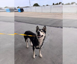 Siberian Husky Dogs for adoption in Bakersfield, CA, USA
