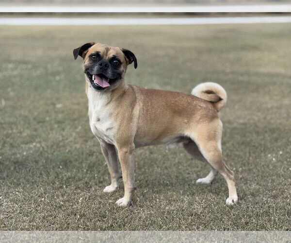 Medium Photo #1 Puggle Puppy For Sale in PIPE CREEK, TX, USA
