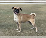 Small Puggle