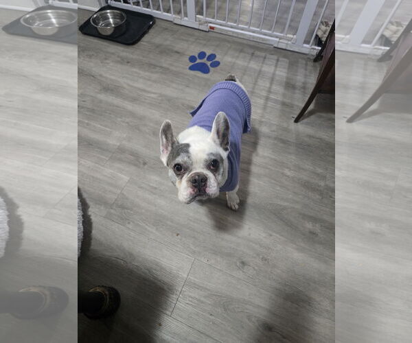 Medium Photo #2 French Bulldog Puppy For Sale in Sandy, UT, USA
