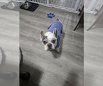 Small #1 French Bulldog