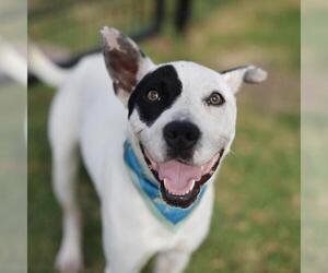 Mutt Dogs for adoption in San Antonio, TX, USA