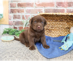 Small #9 Labrador Retriever