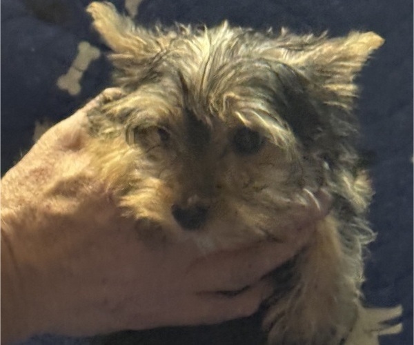 Medium Photo #19 Yorkshire Terrier Puppy For Sale in SAINT LOUIS, MO, USA
