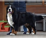 Small Photo #1 Bernese Mountain Dog Puppy For Sale in Hatvan, Heves, Hungary