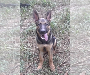 German Shepherd Dog Puppy for sale in TALLAHASSEE, FL, USA