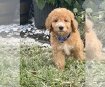 Small Photo #7 Goldendoodle Puppy For Sale in ARAB, AL, USA