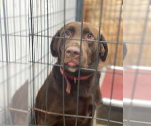 Stella - Female Labrador Retriever Dog for Adoption - Photo #3