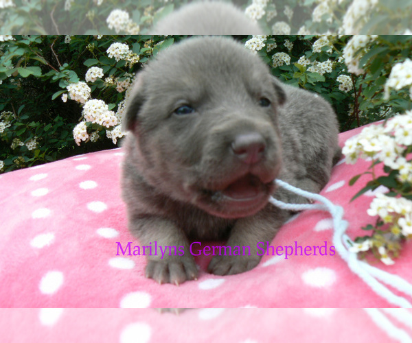 Medium Photo #2 German Shepherd Dog Puppy For Sale in PIEDMONT, MO, USA
