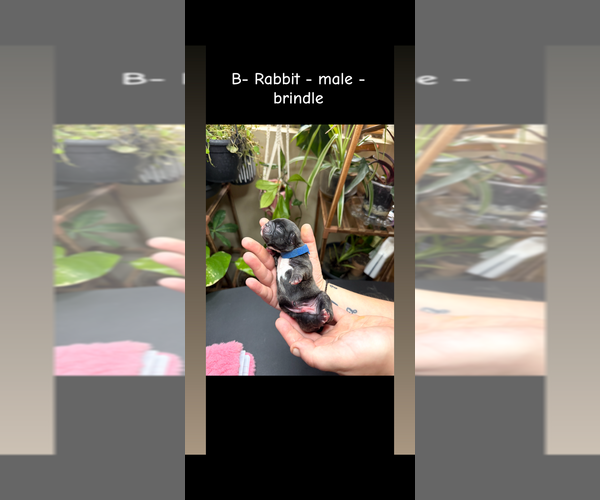 Medium Photo #2 French Bulldog Puppy For Sale in ELK RIVER, MN, USA