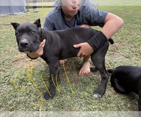 Medium Photo #4 Cane Corso Puppy For Sale in PARAGOULD, AR, USA
