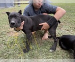 Litter of 6 - Male(s) and Female(s) Cane CorsoLitter of Puppies for Sale - Photo #4