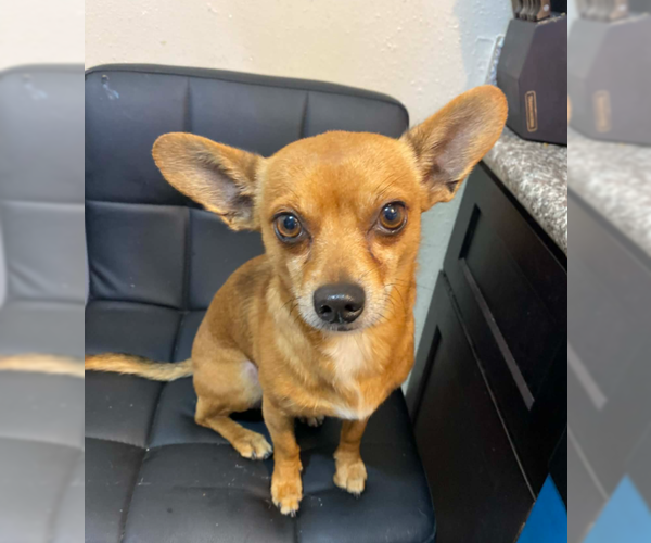 Medium Photo #3 Chihuahua-Unknown Mix Puppy For Sale in Cranston, RI, USA