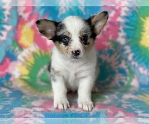 Pembroke Welsh Corgi Puppy for sale in LANCASTER, PA, USA