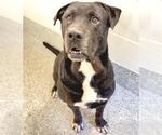 Small #2 Labrador Retriever Mix
