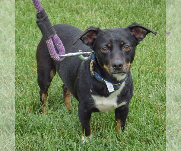 Medium Photo #2 Beagle-Chihuahua Mix Puppy For Sale in Huntley, IL, USA