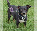 Small #1 Beagle-Chihuahua Mix