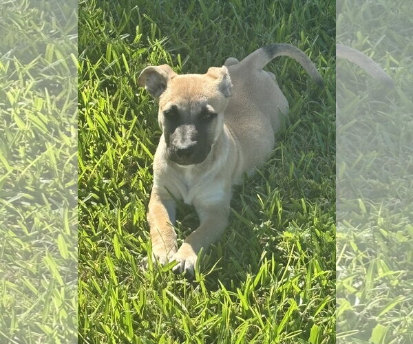 Medium Photo #1 Mutt Puppy For Sale in Royal Palm Beach, FL, USA