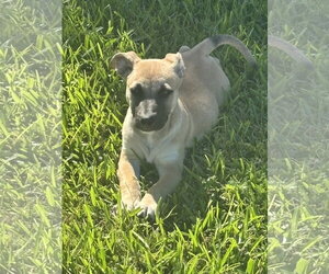 Mutt Dogs for adoption in Royal Palm Beach, FL, USA