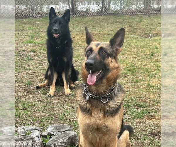 Medium Photo #2 German Shepherd Dog Puppy For Sale in Millburn, NJ, USA