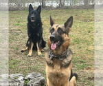 Small #1 German Shepherd Dog