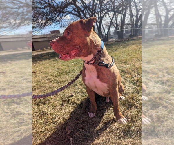 Medium Photo #7 American Pit Bull Terrier-American Staffordshire Terrier Mix Puppy For Sale in Richmond, IN, USA