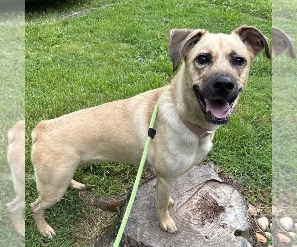 Medium Photo #2 Black Mouth Cur-Unknown Mix Puppy For Sale in Yardley, PA, USA