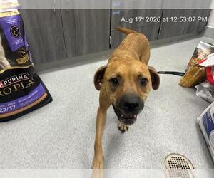 Labrador Retriever-Unknown Mix Dogs for adoption in Ocala, FL, USA
