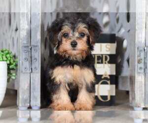 Yorkshire Terrier Puppy for sale in MOUNT VERNON, OH, USA