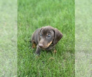 Dachshund Puppy for sale in MADISON, SD, USA