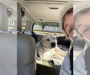 SAMMY - Male American Staffordshire Terrier-Unknown Mix Dog for Adoption - Photo #11