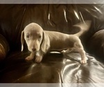 Puppy piebald cutie Dachshund