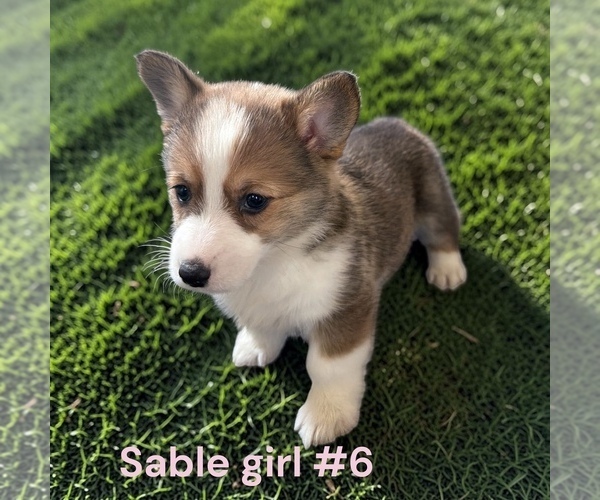 Medium Photo #11 Pembroke Welsh Corgi Puppy For Sale in MONTPELIER, OH, USA