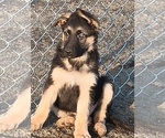 Small Photo #4 German Shepherd Dog Puppy For Sale in SPOKANE, WA, USA