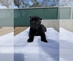 Small #3 Cane Corso