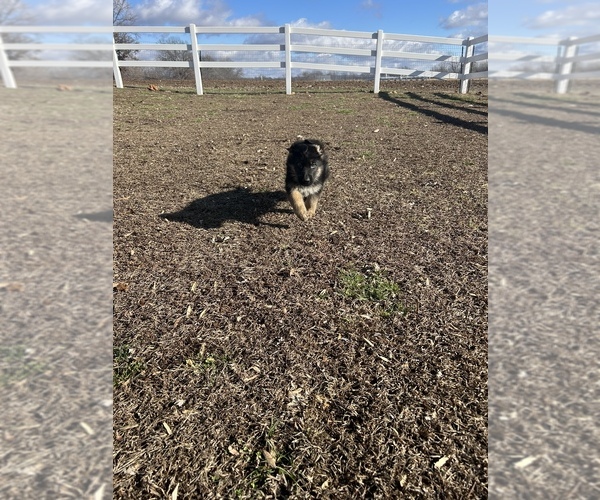 Medium Photo #13 German Shepherd Dog Puppy For Sale in SPRINGFIELD, IL, USA