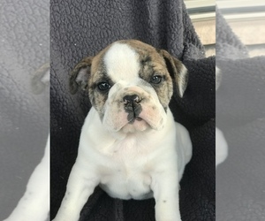 English Bulldog Puppy for Sale in BOWLING GREEN, Kentucky USA
