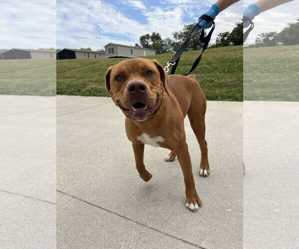 Medium Photo #3 American Pit Bull Terrier-Unknown Mix Puppy For Sale in Oskaloosa, IA, USA