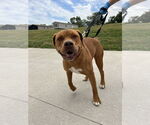 Small #2 American Pit Bull Terrier Mix