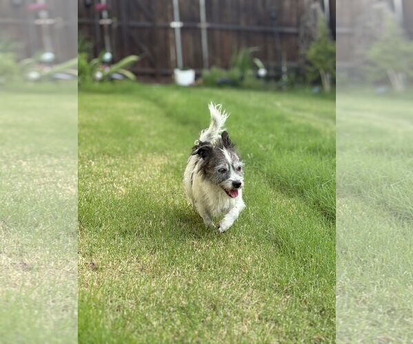 Medium Photo #3 Mutt Puppy For Sale in Dallas, TX, USA