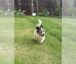 Small #2 Mutt