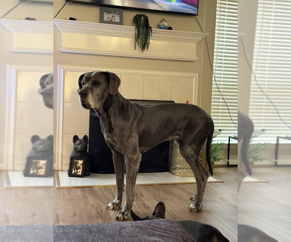 Medium Photo #4 Great Dane Puppy For Sale in Bullard, TX, USA