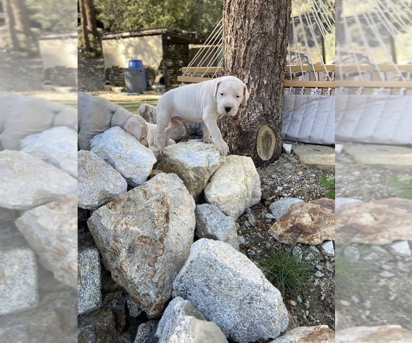 Medium Photo #11 Dogo Argentino Puppy For Sale in FRAZIER PARK, CA, USA
