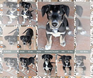 Australian Shepherd-Basset Hound Mix Dogs for adoption in Mesa, AZ, USA