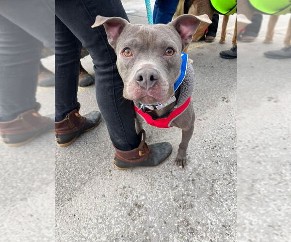 Medium Photo #1  Puppy For Sale in , 